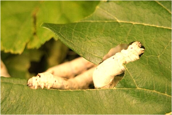 夢到掉到豬糞里是不是好的徵兆呢_周公解夢官網