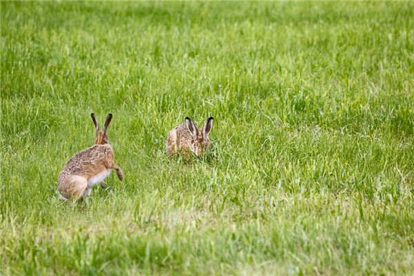 1987年出生屬什麼生肖一生運勢_十二生肖