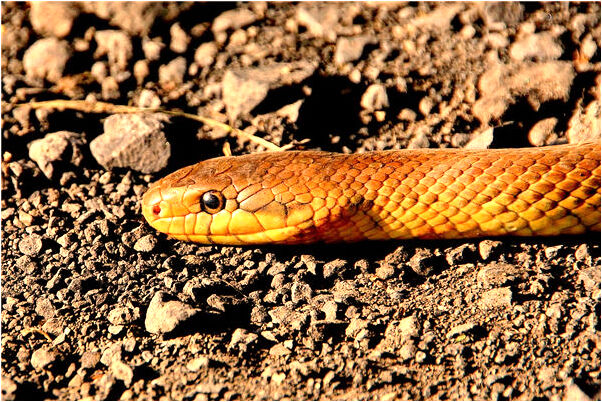 夢到一座古塔意味著什麼_周公解夢官網