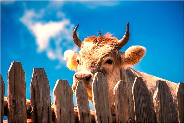 夢到和神婆一起吃飯是怎么回事_周公解夢官網