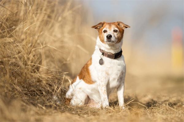 夢見找狗_周公解夢