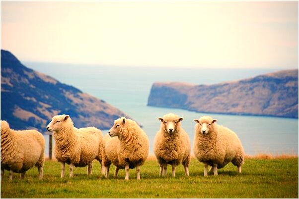 夢見老公給水果自己吃是吉兆嗎?_周公解夢官網