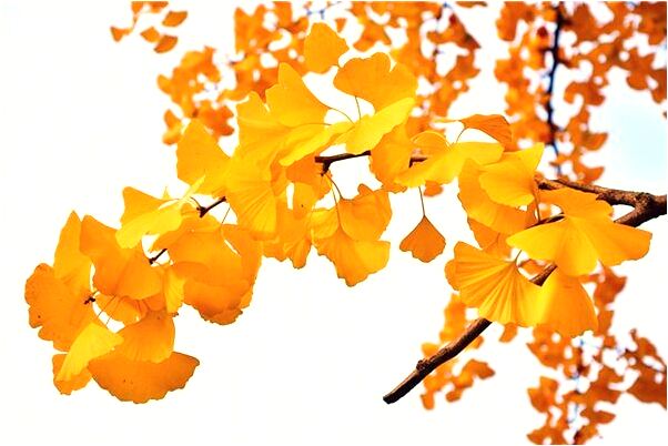 夢到了同學的頭沒什麼預兆_周公解夢官網