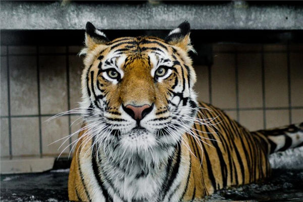 屬虎的女人品性特徵如何_十二生肖