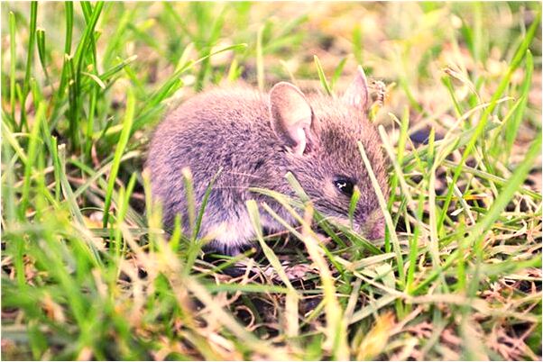 夢到男朋友有老婆了是什麼徵兆_周公解夢官網