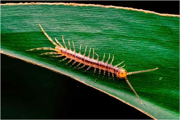 夢到了鵝翅膀有什麼意思_周公解夢官網