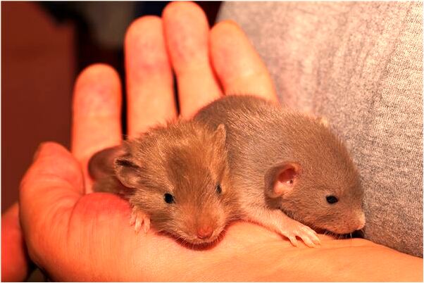 夢見小便洗陰莖踢足球怎么回事_周公解夢官網