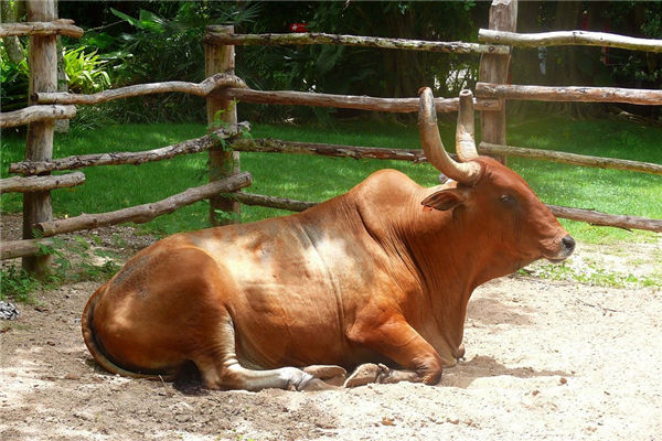 屬牛的男人性格和桃花_十二生肖