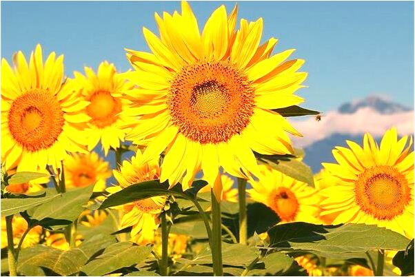 夢到許多棺木會是什麼預兆_周公解夢官網