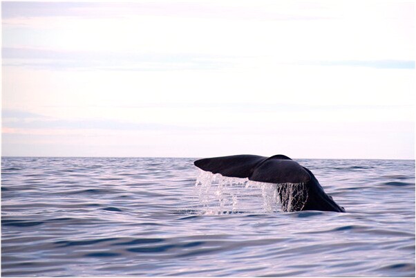 夢見遇到一隻長翅膀的烏龜咬人預示什麼_周公解夢官網
