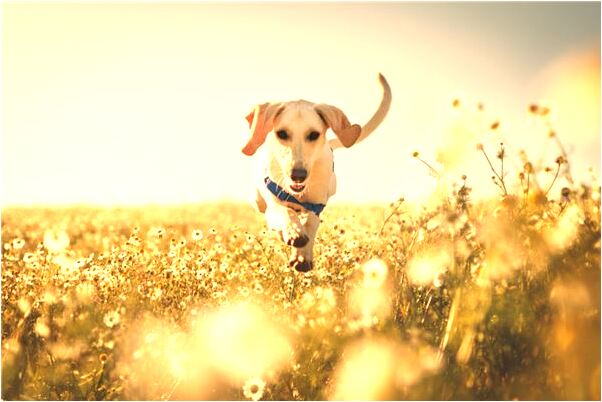 夢到女人生下一條魚有什麼含義_周公解夢官網