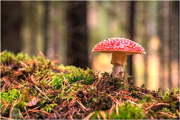 夢見追求者給我洗腳的預兆_周公解夢官網