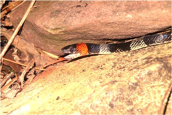 夢到長了四雙手的人有什麼寓意嗎？_周公解夢官網