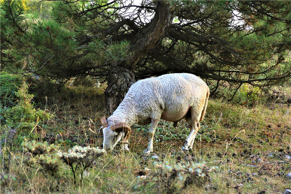 羊年出生的人特點_十二生肖