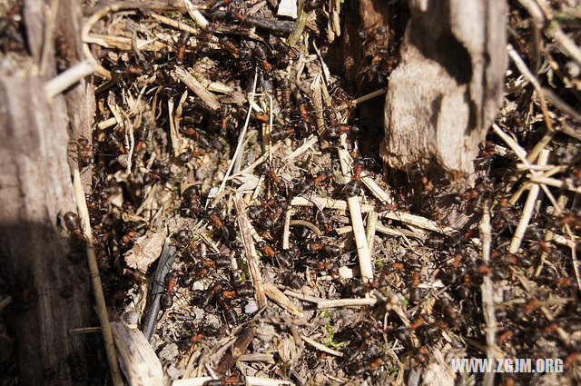 夢見去山上砍柴火_周公解夢夢到去山上砍柴火是什麼意思_做夢夢見去山上砍柴火好不好_周公解夢官網