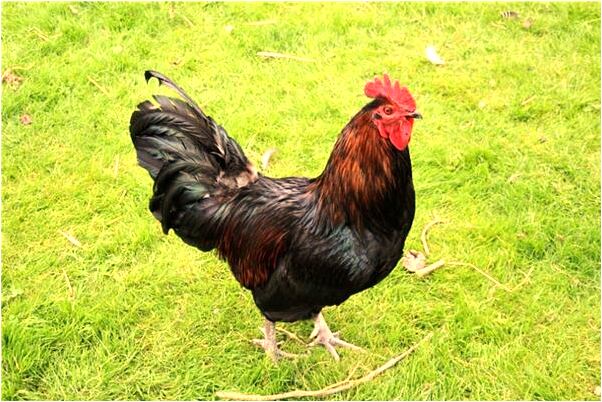 夢見滿天烏雲壓下來意味著什麼_周公解夢官網