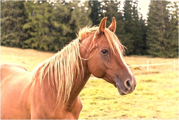 夢到了陷入沼澤又被人救起有什麼預示嗎_周公解夢官網