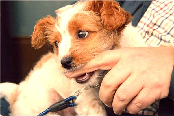 夢見捏死鵝有什麼意思_周公解夢官網