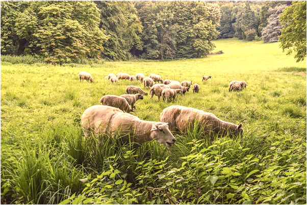 夢見自己雙腳爛了流水不止休克好不好_周公解夢官網