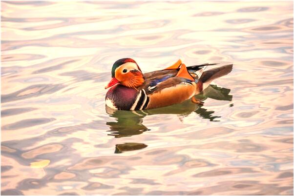 夢到拾小釘子怎么回事_周公解夢官網