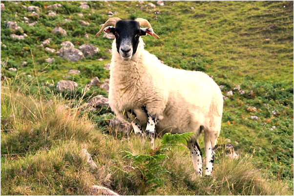 夢到我抱著去世的爺爺笑有什麼預兆_周公解夢官網