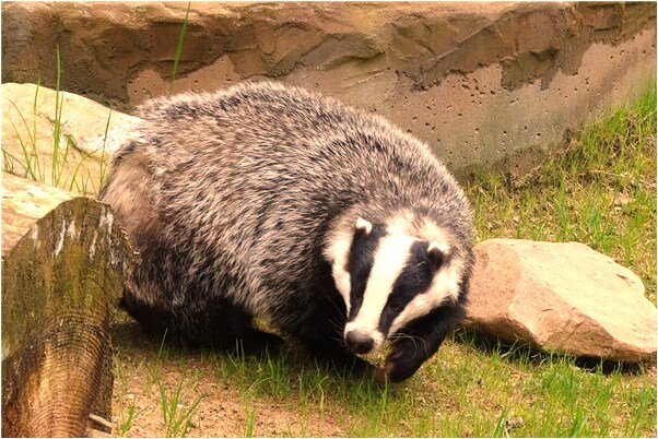 夢見很多隻小貓有何寓意_周公解夢官網