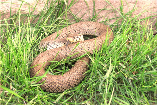 夢見辦壽辰酒有什麼預兆_周公解夢官網