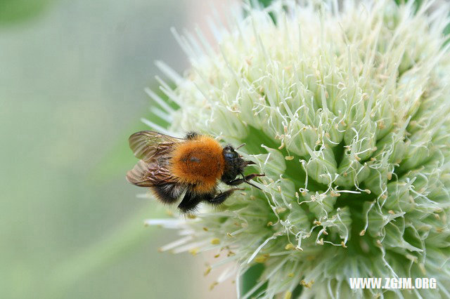 夢見被瘋狗咬_周公解夢夢到被瘋狗咬是什麼意思_做夢夢見被瘋狗咬好不好_周公解夢官網