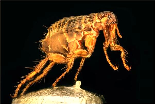 夢到與狗發生性行為預示著什麼_周公解夢官網