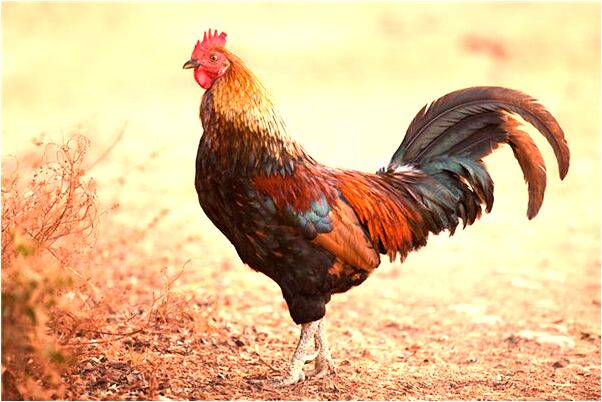 夢到了姜燦輝副院長在山頂的預兆_周公解夢官網