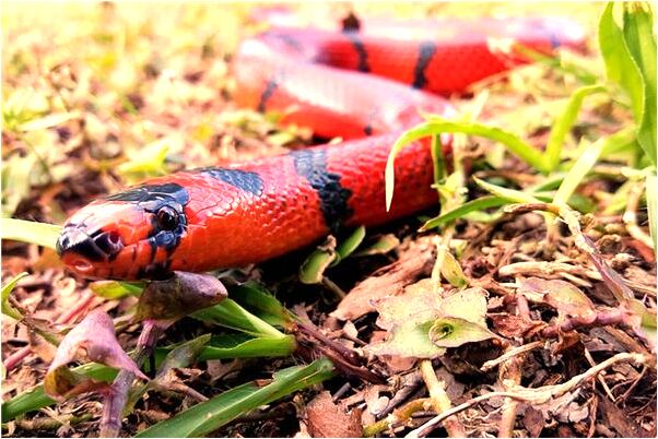 夢到了老家水田怎么說_周公解夢官網