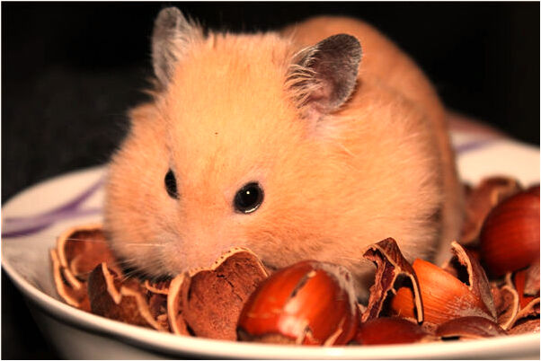 夢到哥哥成白痴是好是壞_周公解夢官網