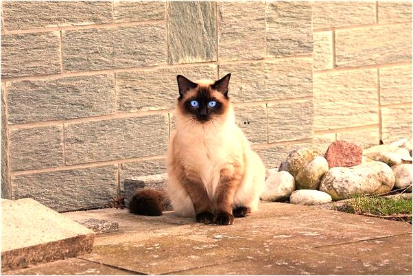 夢到了怪獸鯊魚代表著什麼_周公解夢官網