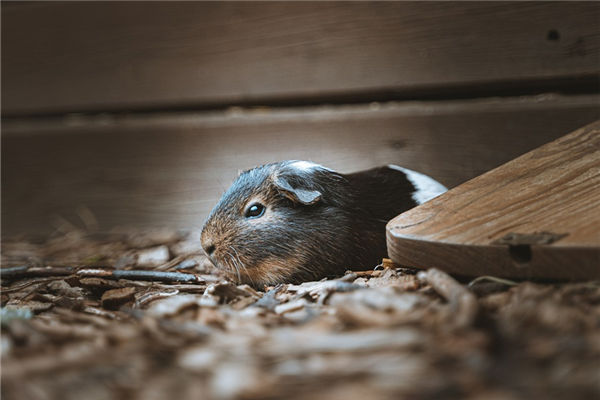 72年3月生肖鼠女人婚姻如何_十二生肖