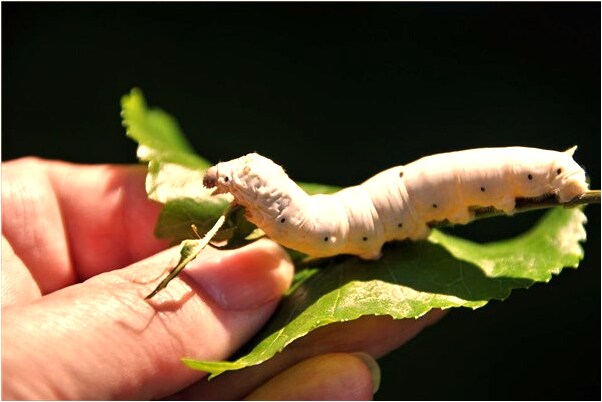夢見用灰蓋屎意味著什麼_周公解夢官網