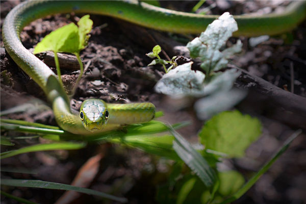 夢見被蛇咬是什麼意思_周公解夢