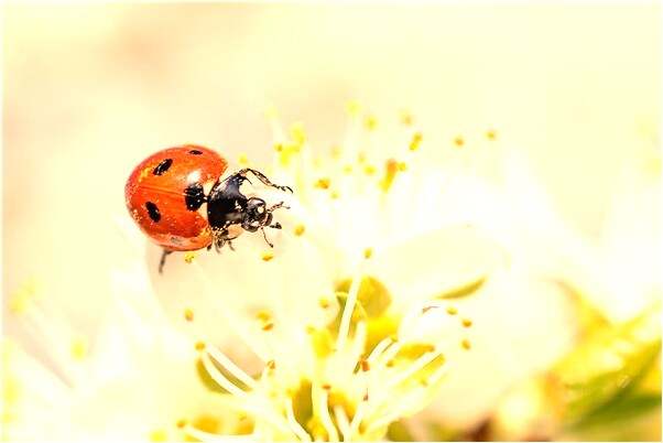 夢見女生吻我是什麼預兆_周公解夢官網