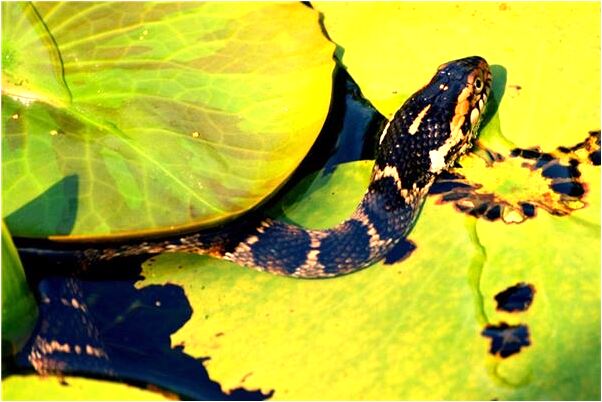 夢見雨天為別人撐傘預示了什麼_周公解夢官網