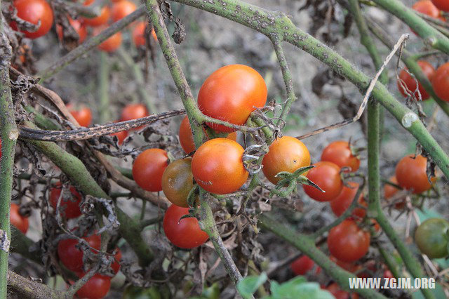 夢見撿金戒指_周公解夢夢到撿金戒指是什麼意思_做夢夢見撿金戒指好不好_周公解夢官網