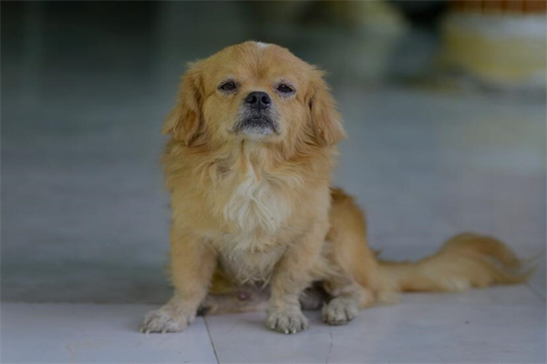 夢到了被黃狗咬有什麼意義嗎_周公解夢