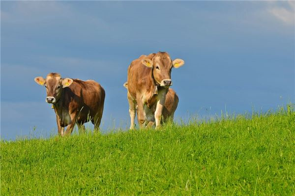 夢到了被牛頂了是啥意思_周公解夢
