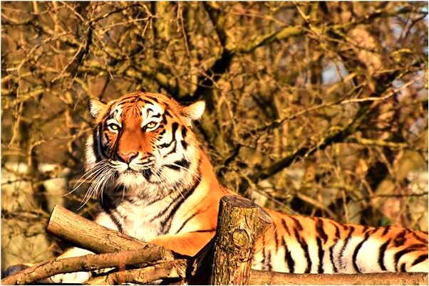 夢到了女人小黑蛇咬手背的預兆_周公解夢官網