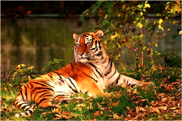 夢到了夢把狼崽當孩子是吉兆嗎?_周公解夢官網