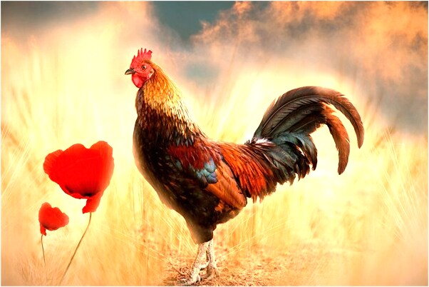 夢到父母收麥子的預兆_周公解夢官網