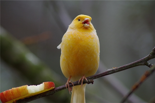 夢見一隻小黃鳥代表什麼_周公解夢