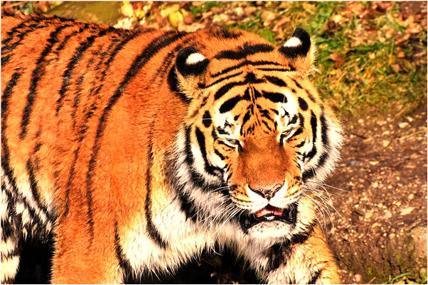 夢到別人頭部被大火包圍預示什麼_周公解夢官網