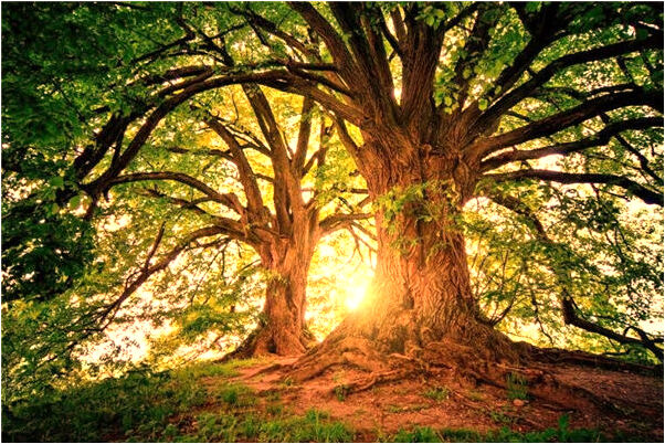 夢見自己生兩個孩子卻死了一個是凶兆還是吉兆_周公解夢官網