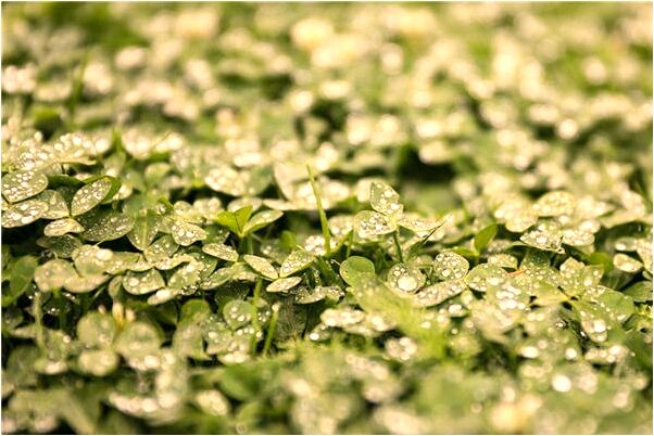 夢見我家的狗被打狗腿有什麼寓意嗎？_周公解夢官網