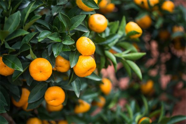 夢見摘桔子_周公解夢