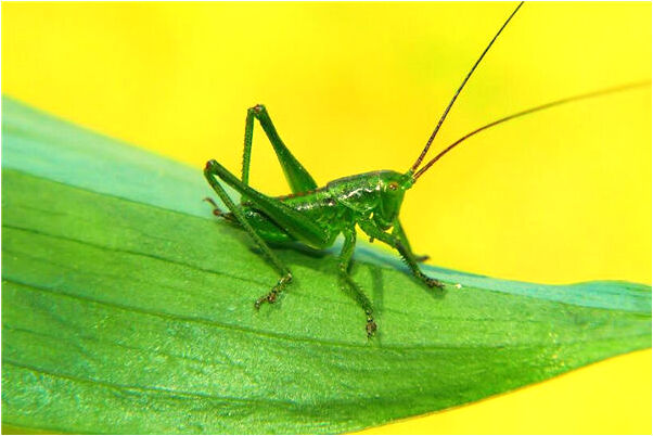 夢到了被別人放血是怎么回事_周公解夢官網